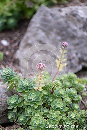 Pink Mongolian Stonecrop Hylotelephium ewersii, plants in natural habitat Stock Photo